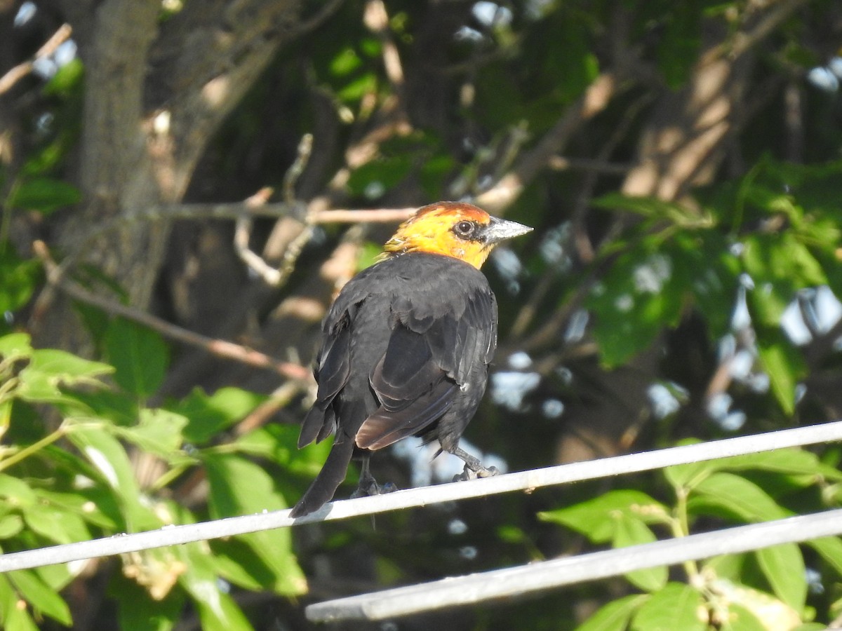 Yellow-headed Blackbird - ML597717981