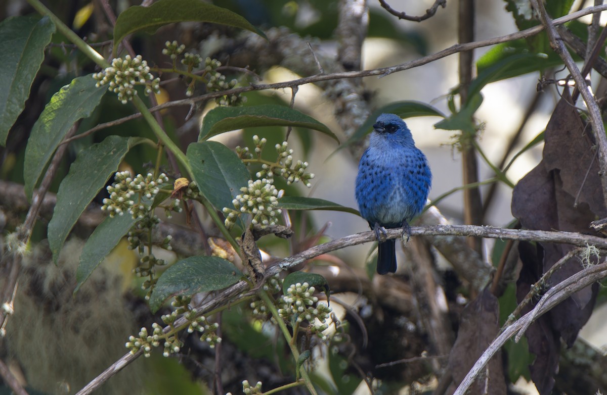 Blue-and-black Tanager (Spot-bellied) - ML597717991