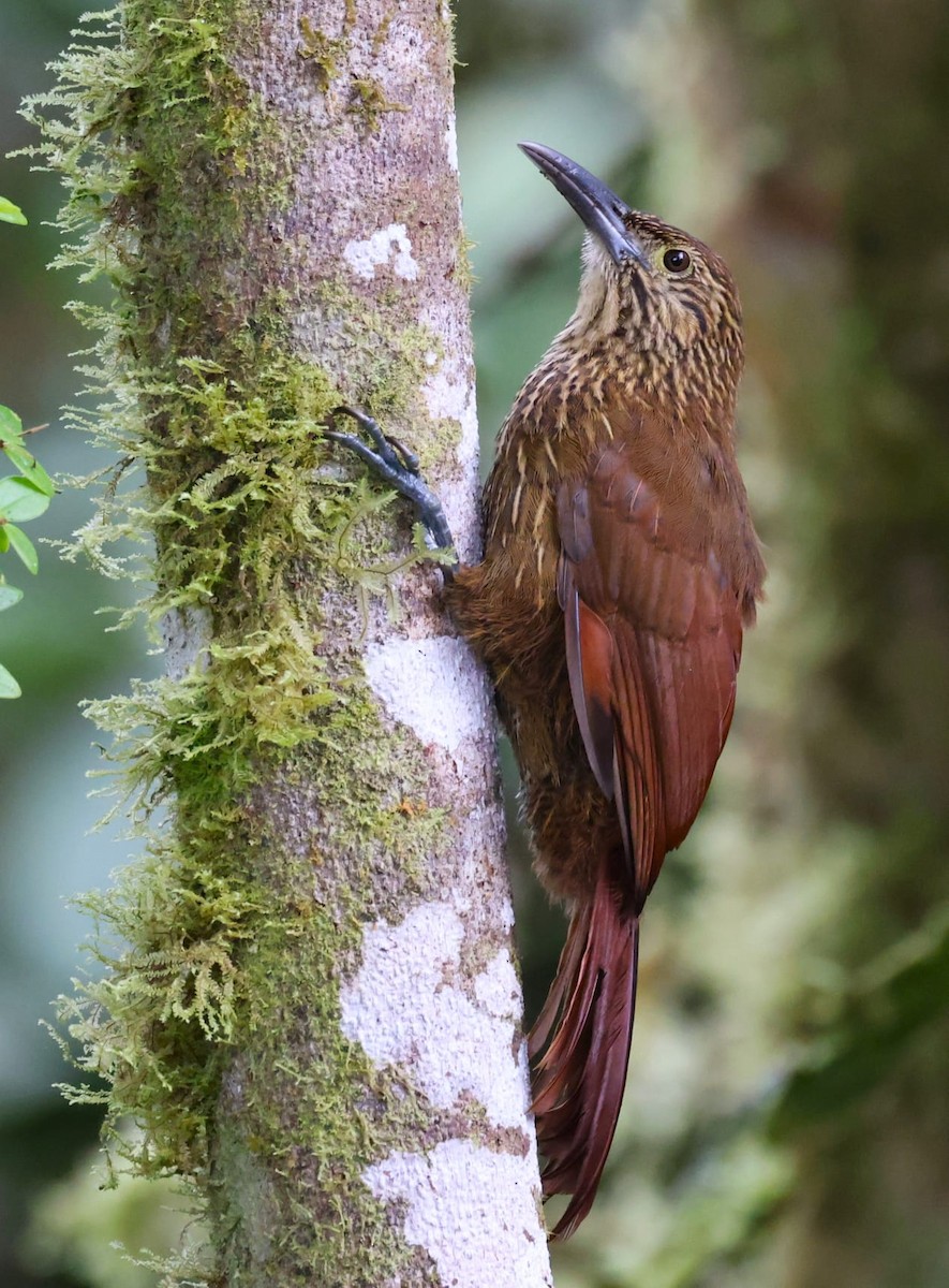 Strong-billed Woodcreeper - ML597722471