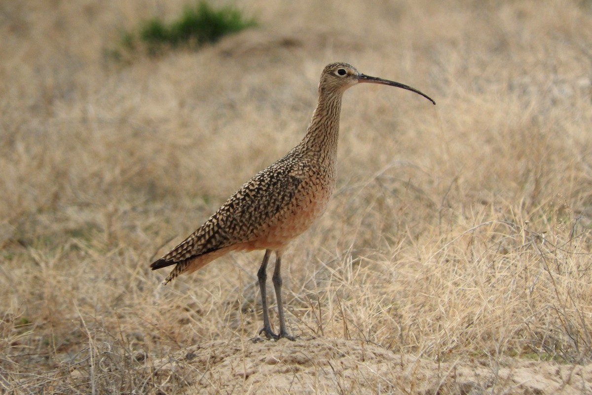 Long-billed Curlew - ML597725721