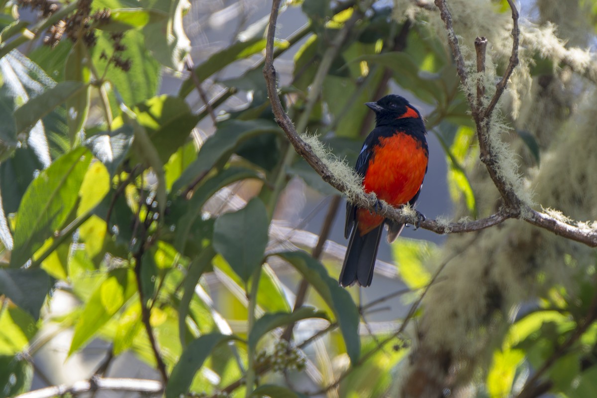 Scarlet-bellied Mountain Tanager - ML597726061