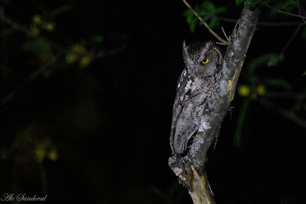 Montane Forest Screech-Owl - ML597726531