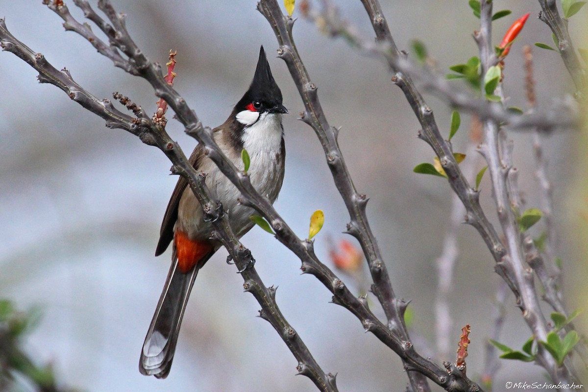 Red-whiskered Bulbul - Mike Schanbacher