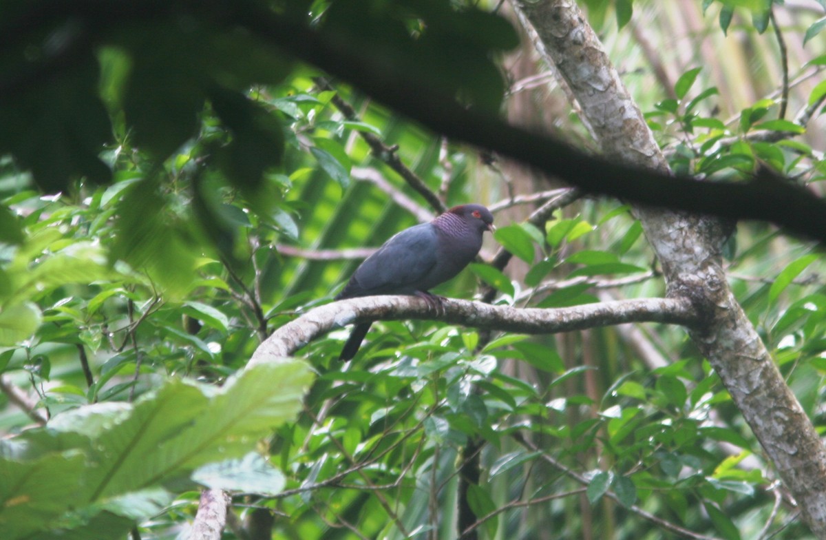 Scaly-naped Pigeon - ML59773591