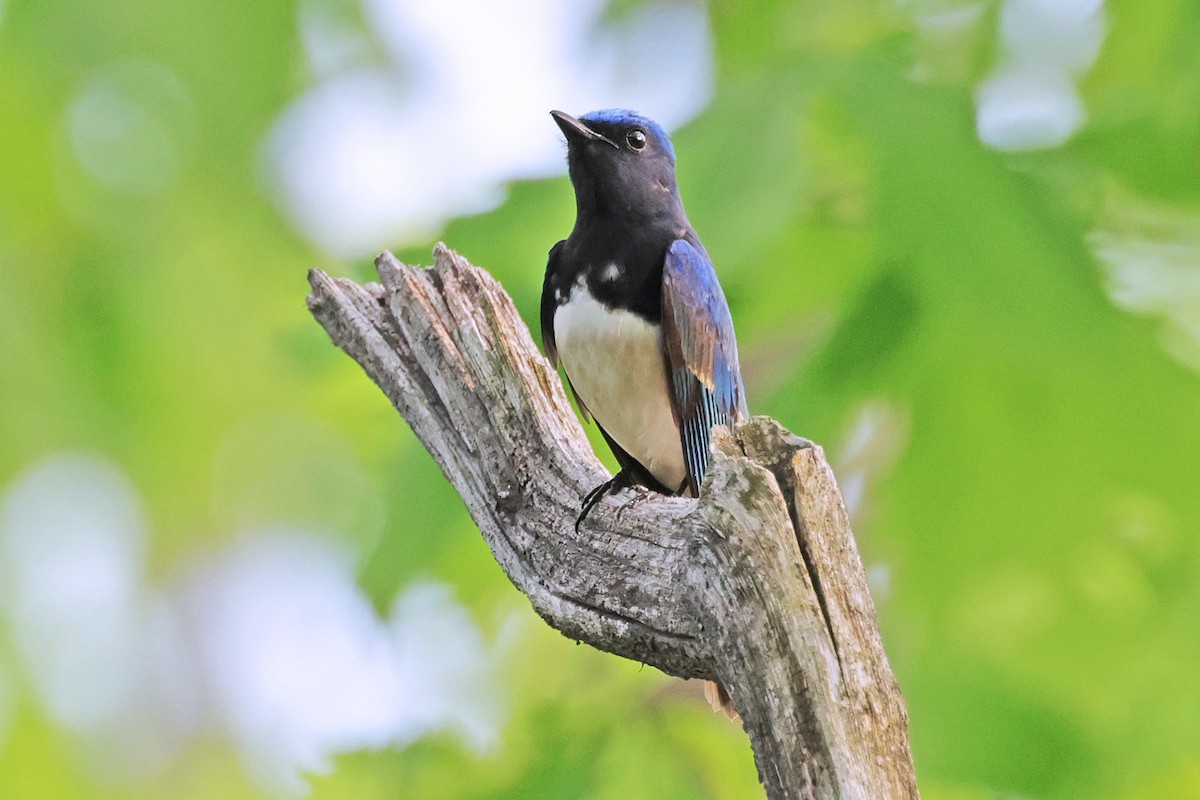 Blue-and-white Flycatcher - ML597739791