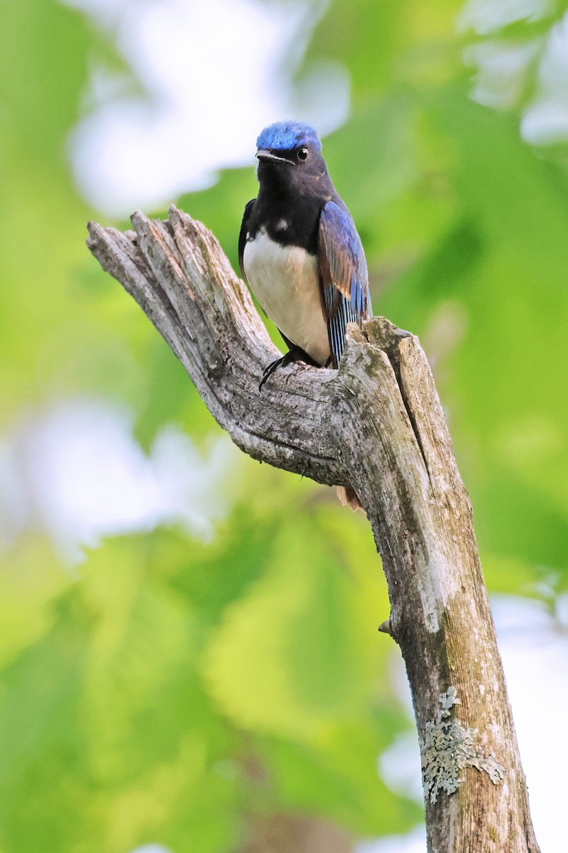 Blue-and-white Flycatcher - ML597739801