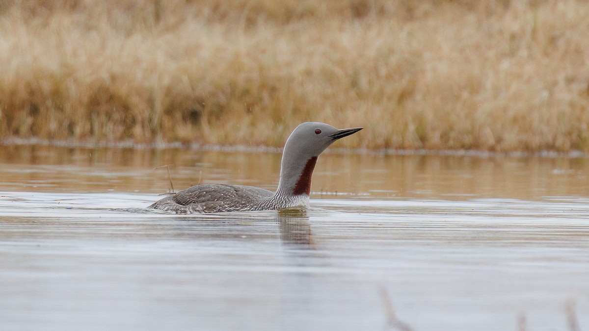 Red-throated Loon - Ethan Denton