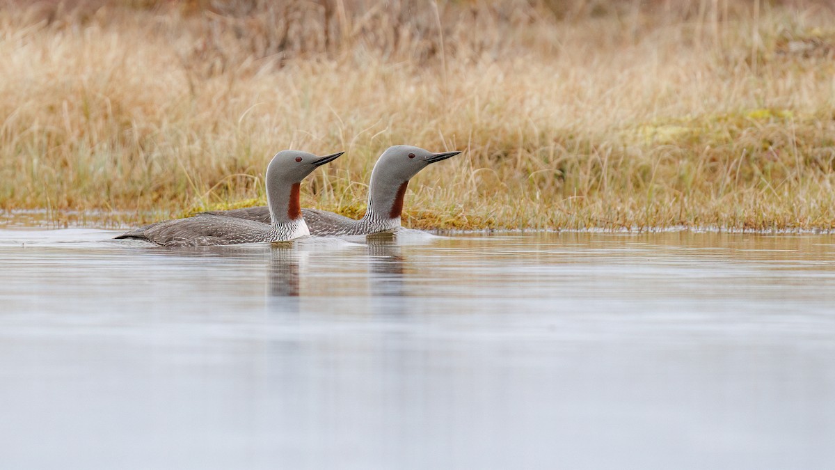 Red-throated Loon - ML597740601
