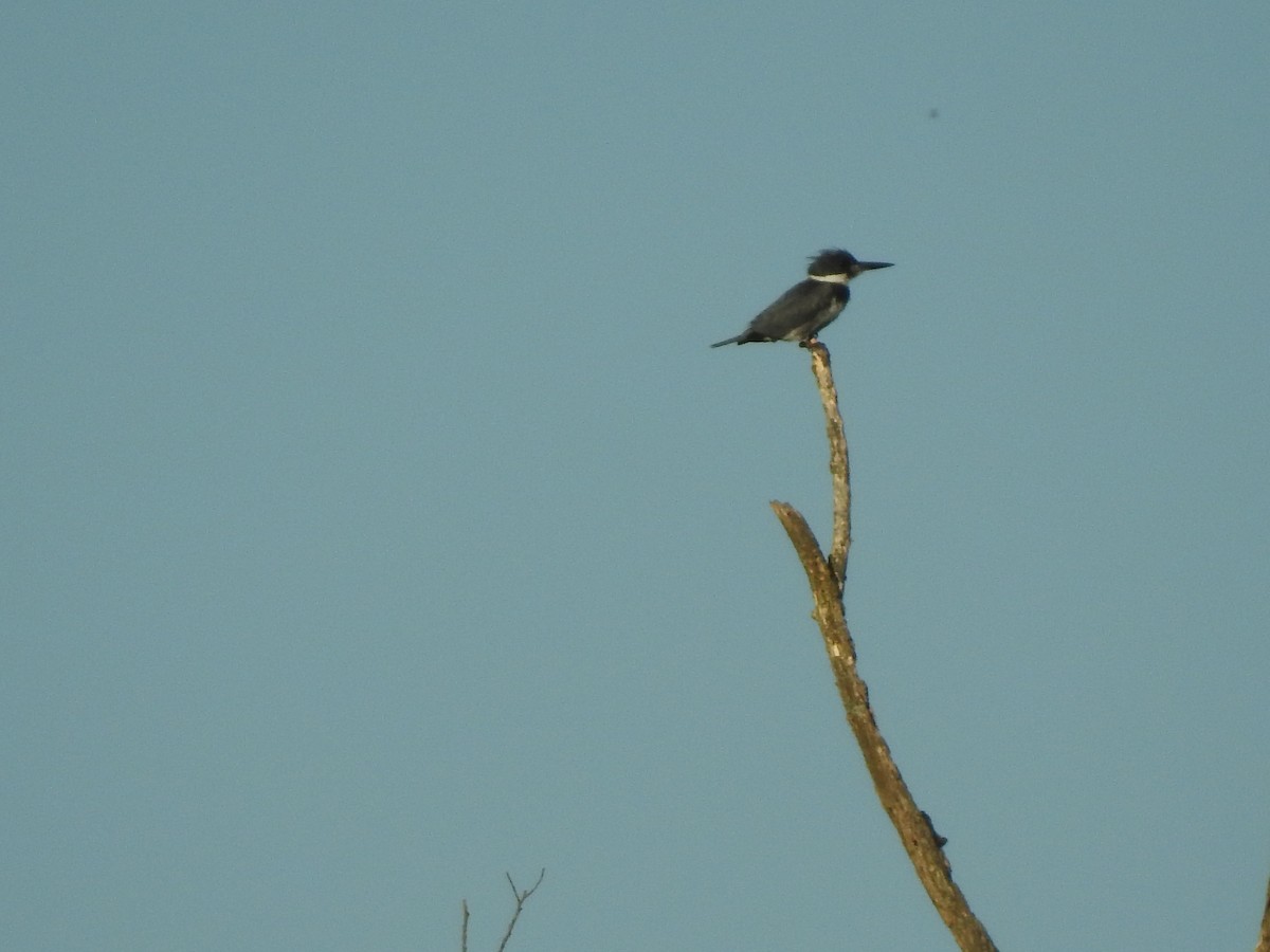 Belted Kingfisher - ML597742451