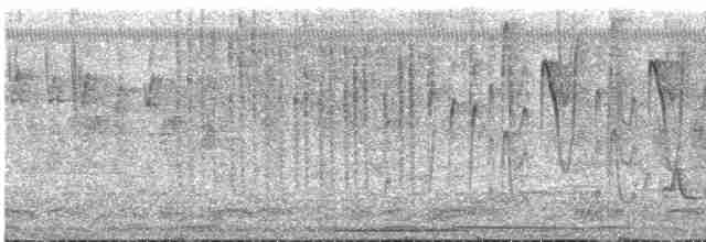 Conirostre oreillard - ML597744261