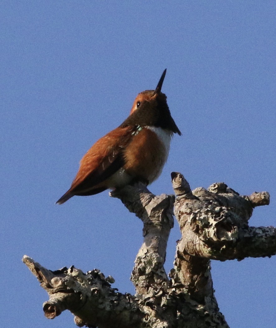 Rufous Hummingbird - ML59774721