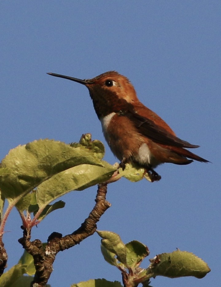 Rufous Hummingbird - ML59774731