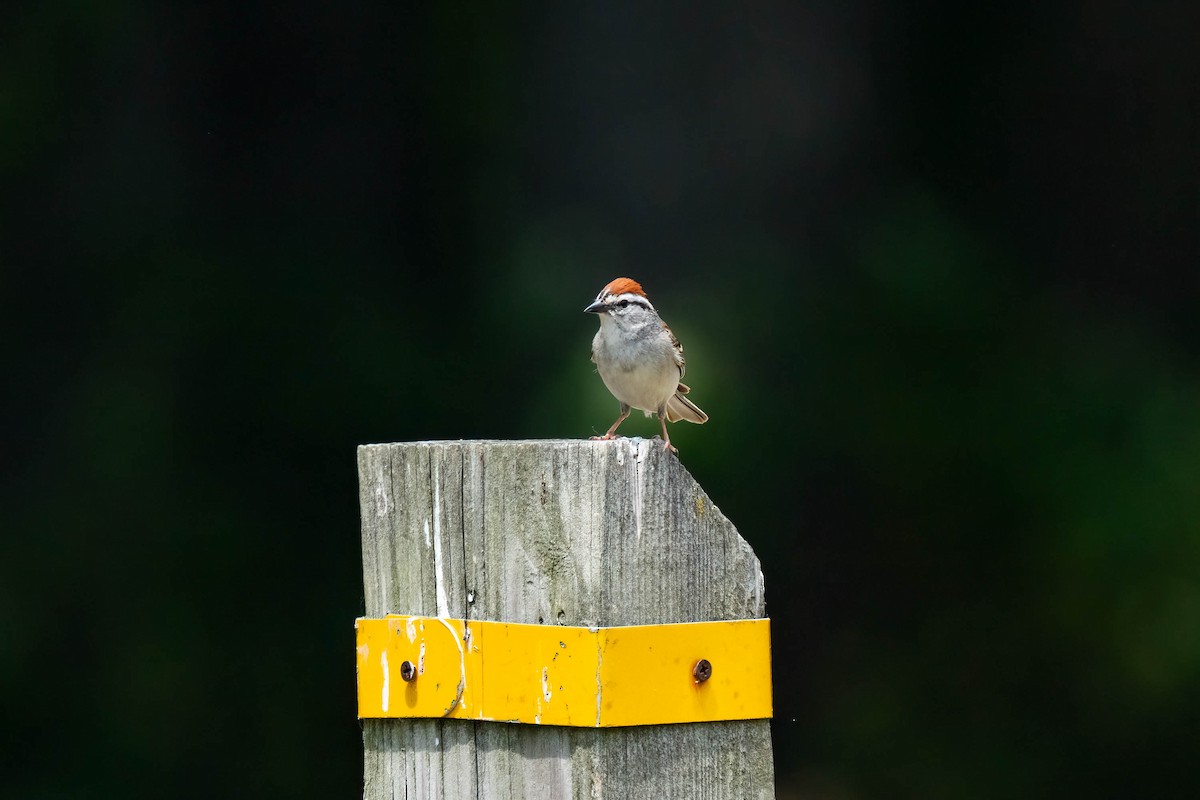Chipping Sparrow - ML597749761