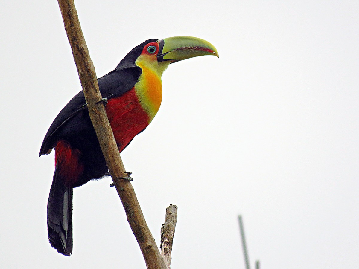 Red-breasted Toucan - ML59775461
