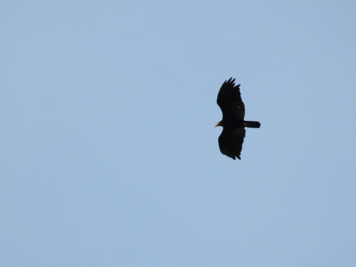 Greater Yellow-headed Vulture - ML597756381