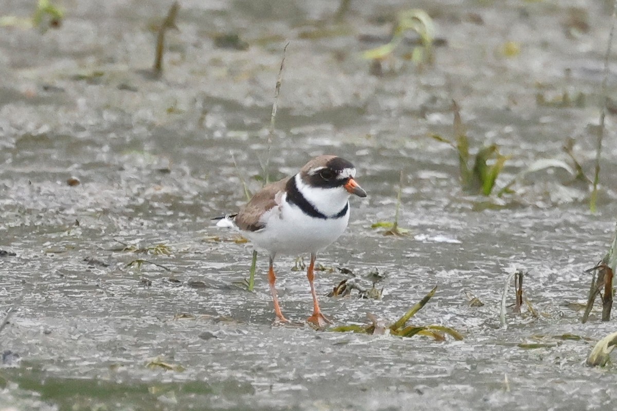 Semipalmated Plover - ML597760291