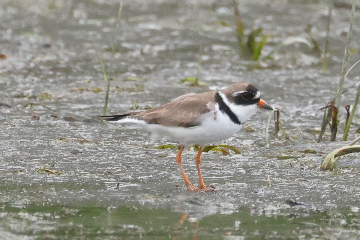 Semipalmated Plover - ML597760301