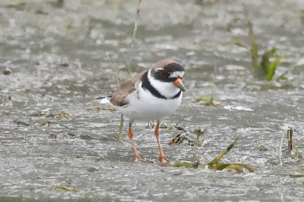 Semipalmated Plover - ML597760311