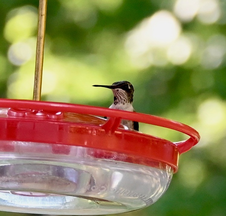 Ruby-throated Hummingbird - ML597762521