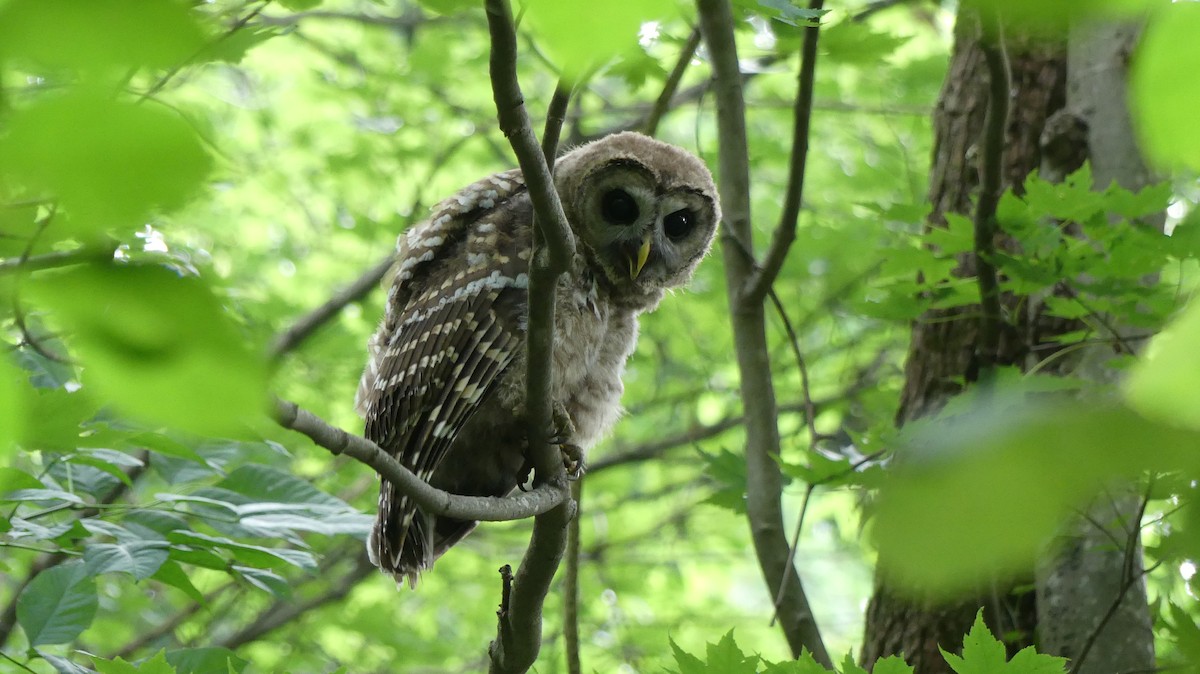 Barred Owl - ML597765591