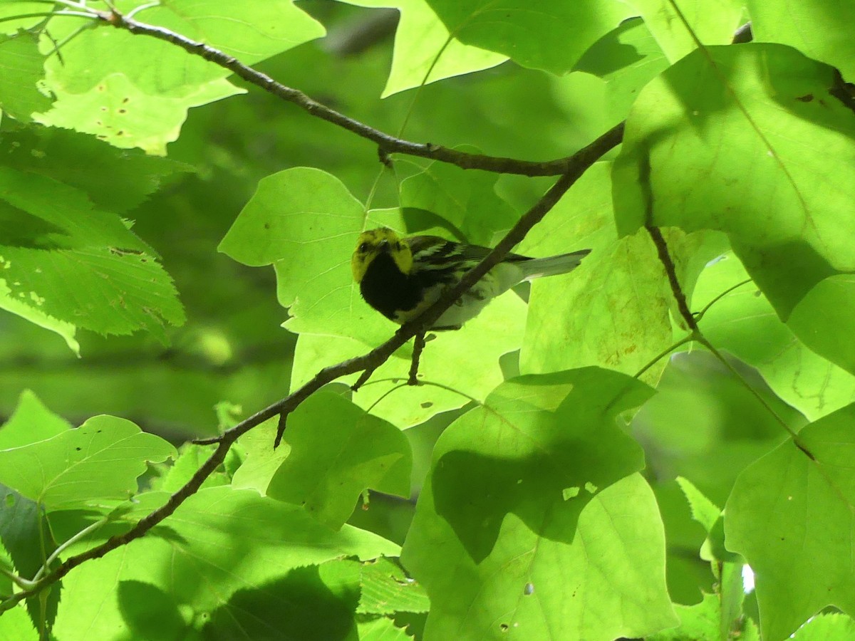 Black-throated Green Warbler - ML597765931