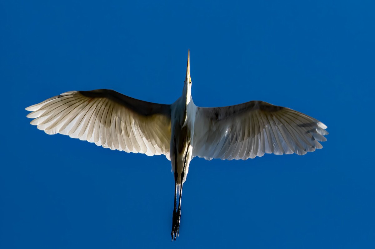 Great Egret - Phil Kahler