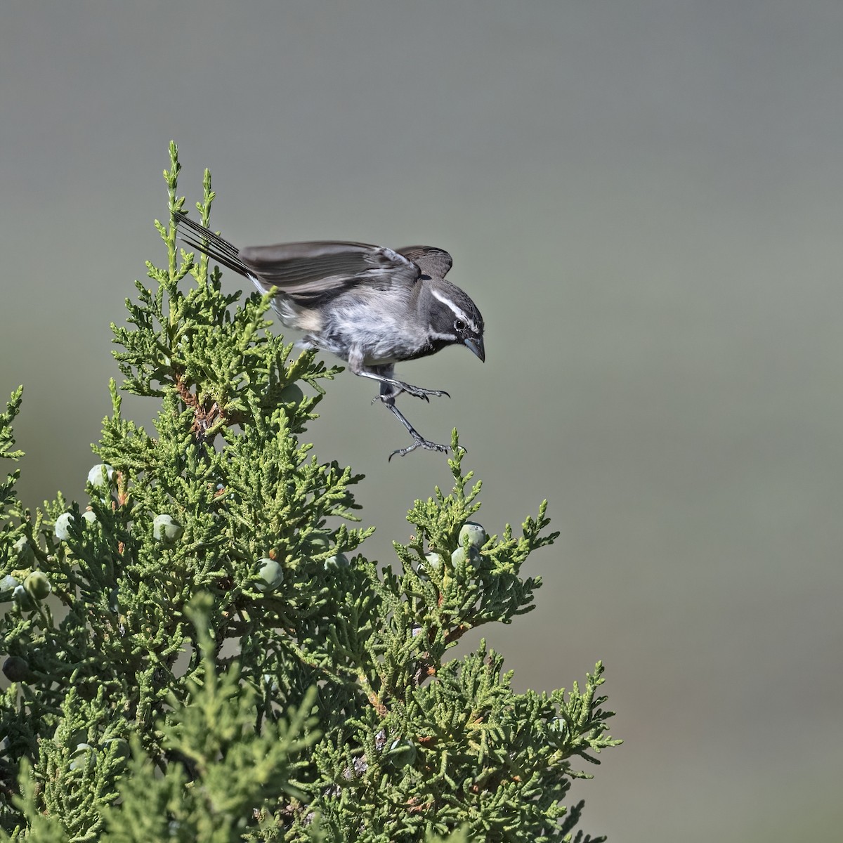 Black-throated Sparrow - ML597773621