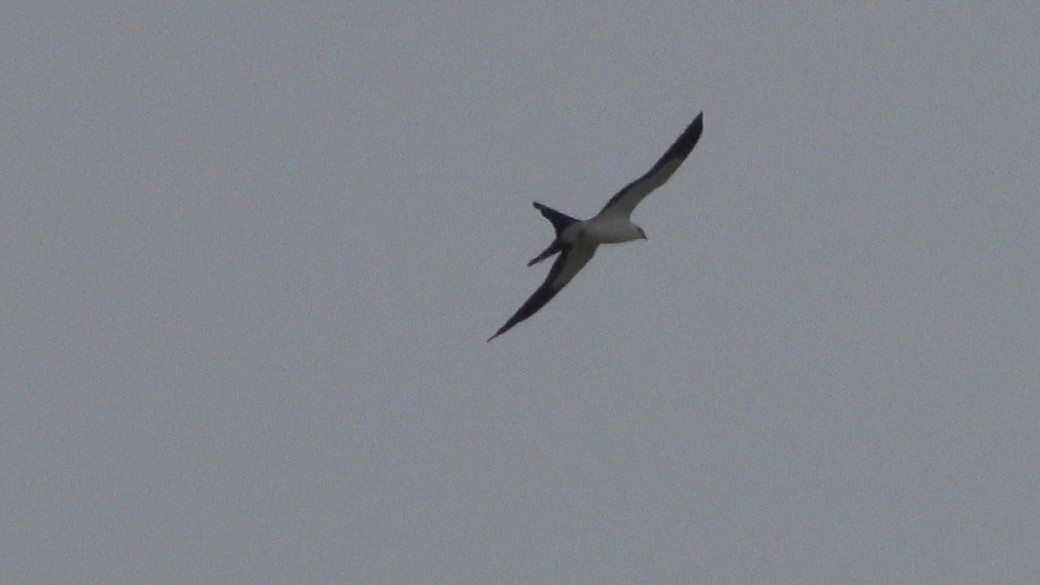Swallow-tailed Kite - Gerry Teal
