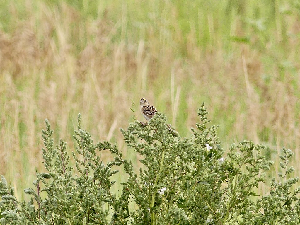 Grasshopper Sparrow - ML597776891