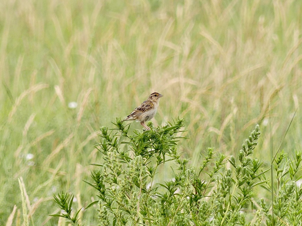 Grasshopper Sparrow - ML597776941