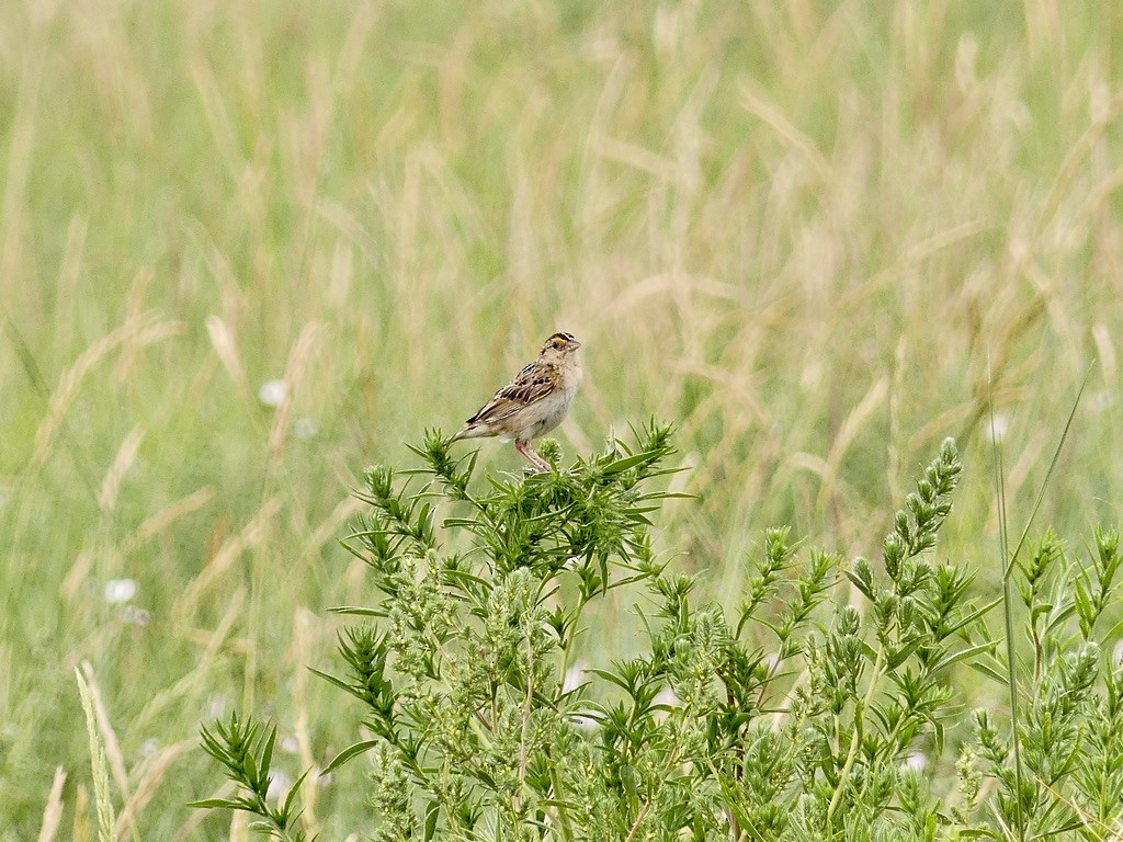 Grasshopper Sparrow - ML597776971