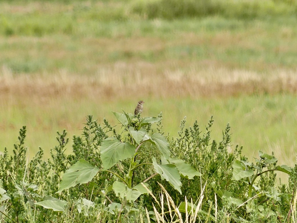 Grasshopper Sparrow - ML597777011