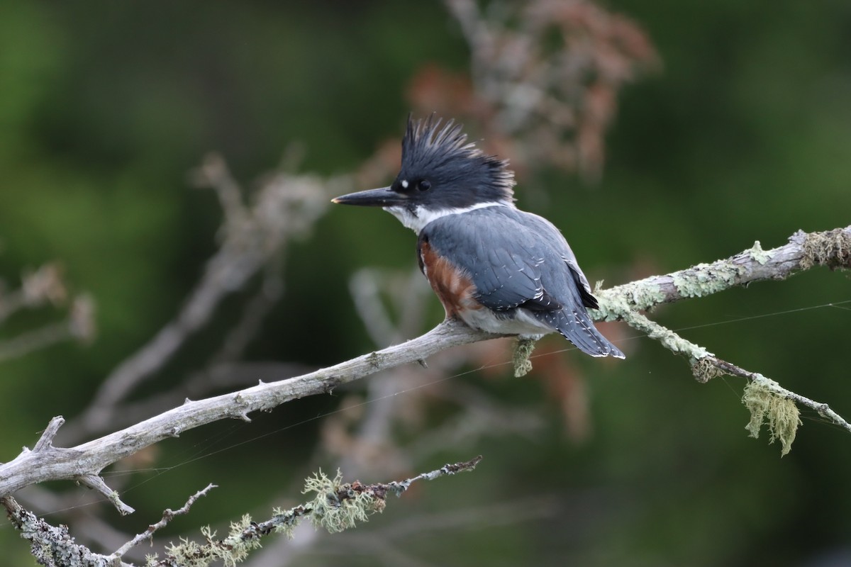 Belted Kingfisher - ML597778361