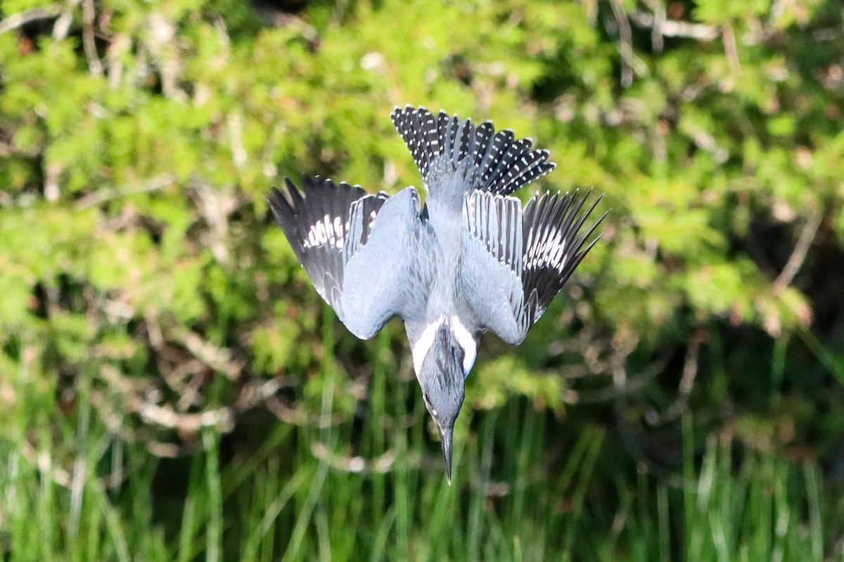 Belted Kingfisher - ML597778421