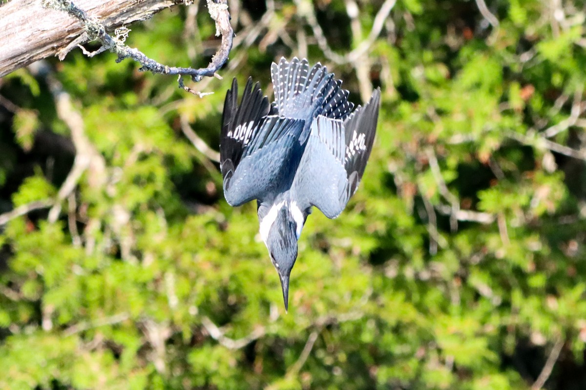 Belted Kingfisher - ML597778431