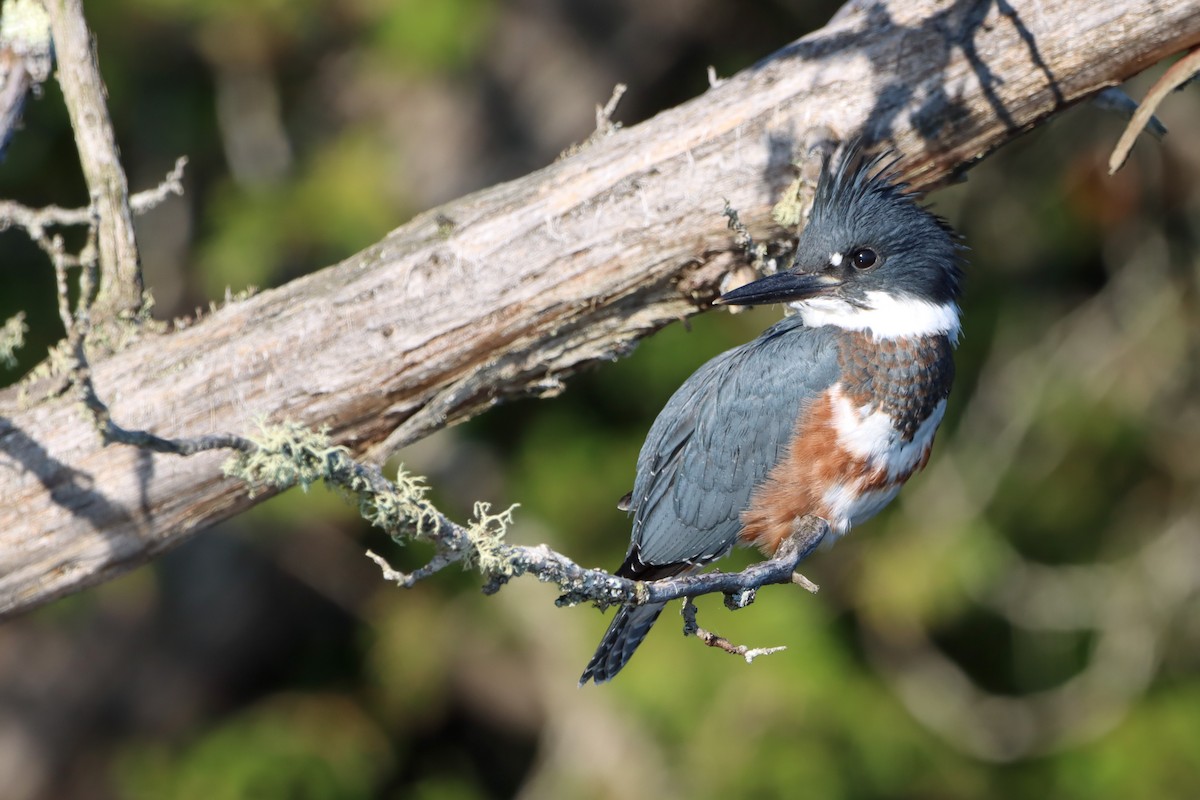 Belted Kingfisher - ML597778461