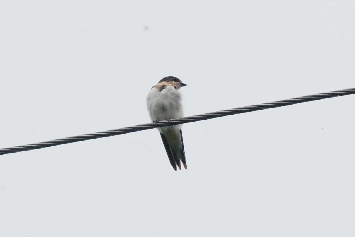 Pale-footed Swallow - ML597780941