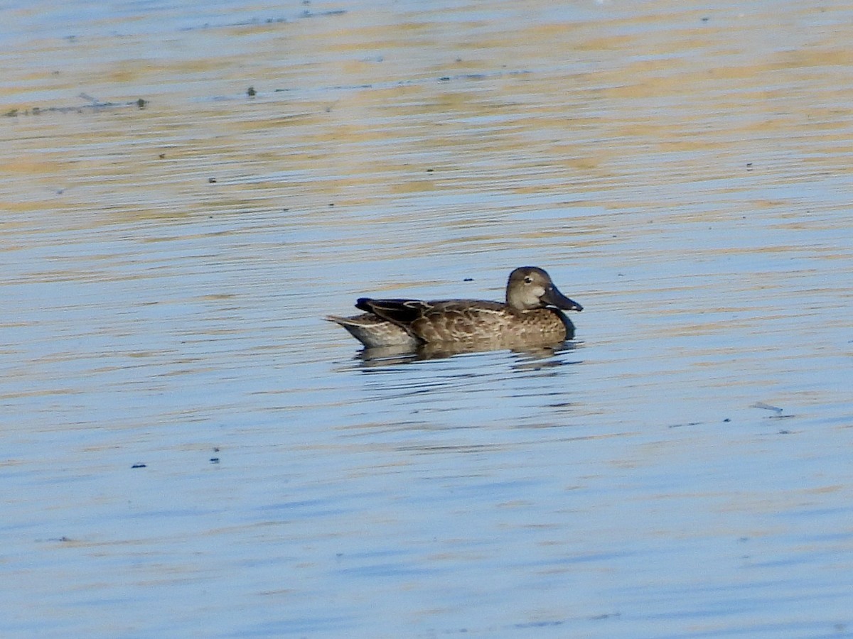 Blue-winged Teal - ML597783271