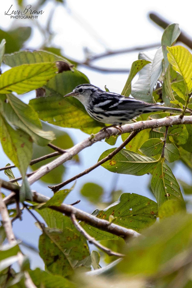 Black-and-white Warbler - ML597784511