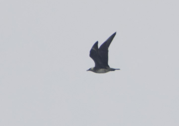 Long-tailed Jaeger - ML597785231
