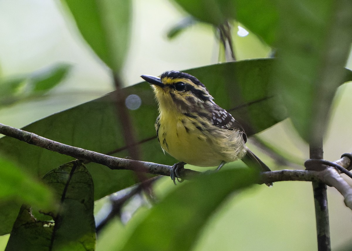 Yellow-browed Antbird - Guillermo  Saborío Vega