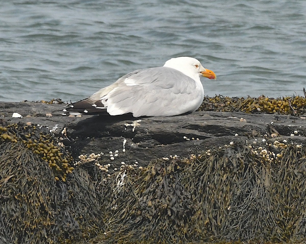Herring Gull (American) - ML597788081