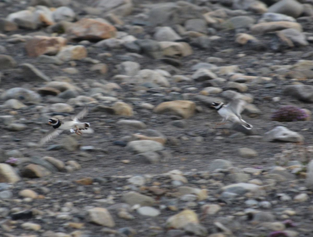 Common Ringed Plover - ML597790171