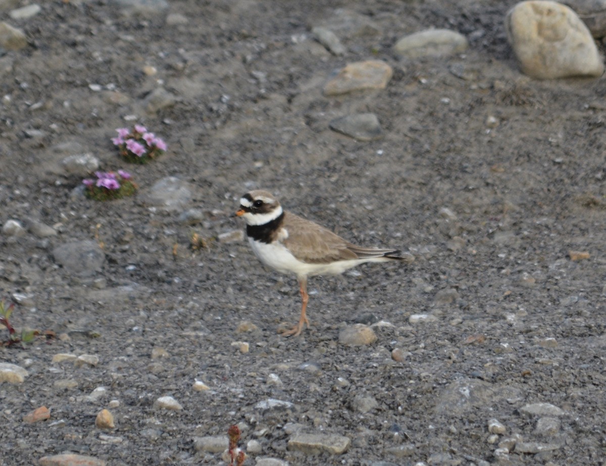 Common Ringed Plover - ML597790181