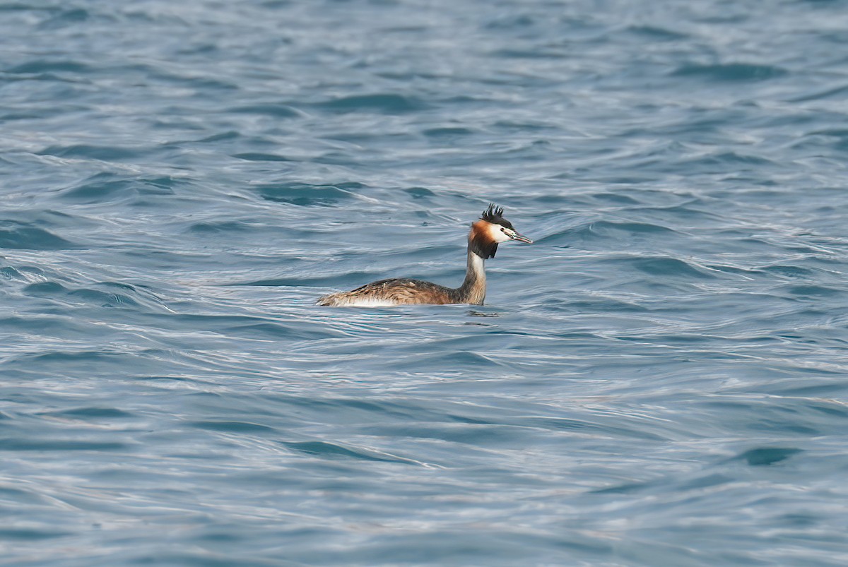 Great Crested Grebe - ML597790811