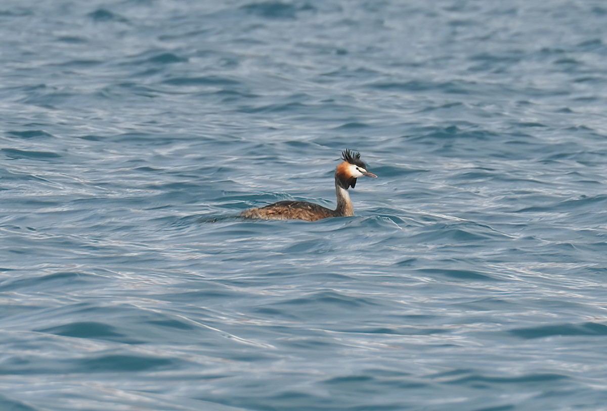 Great Crested Grebe - ML597790821