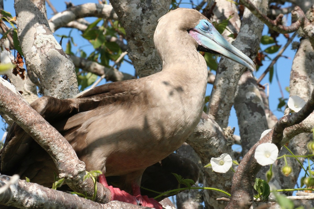 Red-footed Booby - Eric DeFonso 🦑