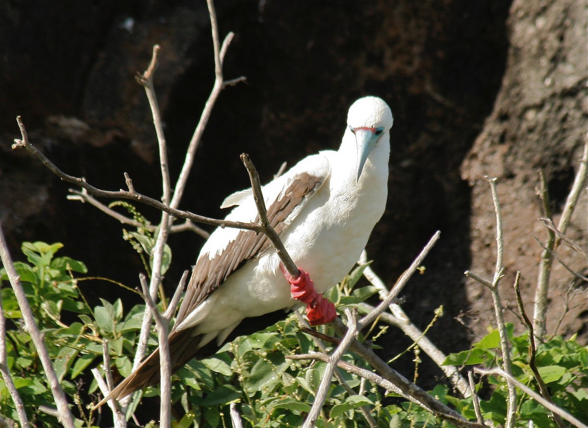 Red-footed Booby - ML597794131