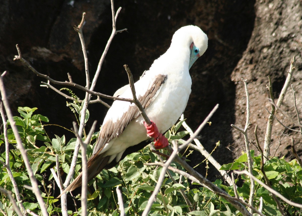 Red-footed Booby - Eric DeFonso 🦑
