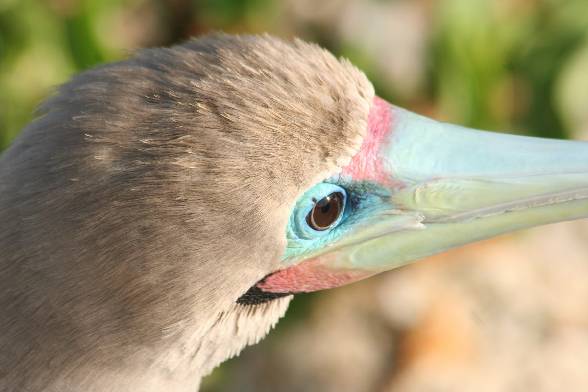 Red-footed Booby - ML597794151